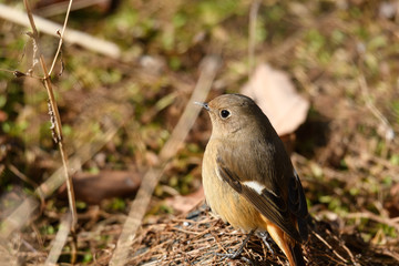 Obraz premium ジョウビタキ メス