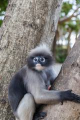 cute  action of dusky langur