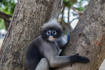 cute  action of dusky langur