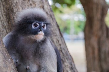 cute  action of dusky langur