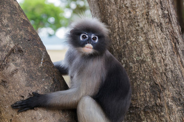 cute  action of dusky langur