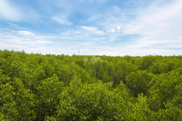 view of mangrove forest from above