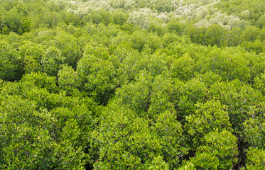 Fototapeta na wymiar view of mangrove forest from above