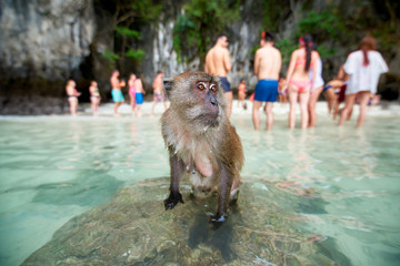 Monkey waiting for food in Monkey Beach and tourists in the back