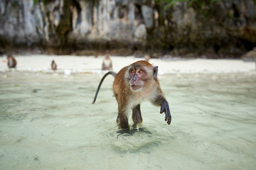 Naklejka premium Monkey waiting for food in Monkey Beach, Phi Phi Islands, Thaila