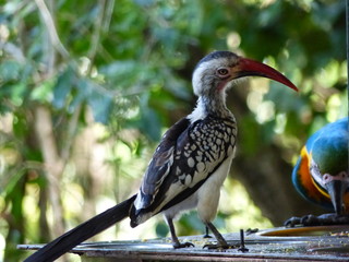 östlicher Gelbschnabeltoko in Südafrika