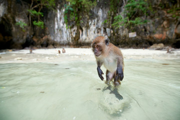Monkey waiting for food in Monkey Beach, Phi Phi Islands, Thaila