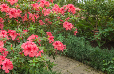 Pink azalea bush in the greenhouse