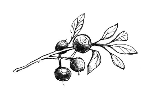 Huckleberry tree Black and White Stock Photos & Images - Alamy