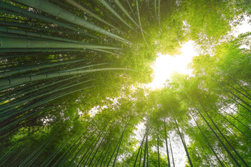 Fototapeta na wymiar Bamboo forest with sun flare at Arashiyama, Japan