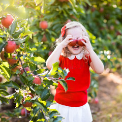 Little girl picking apple in fruit garden