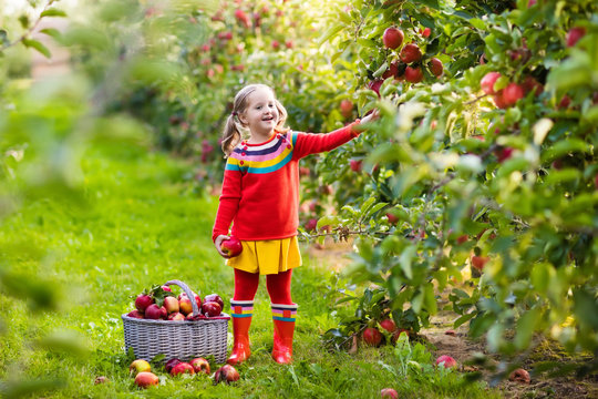 Little girl picking apple in fruit garden