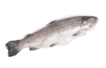 Gutted trout isolated
