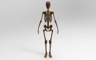 3D Illustration Of A Human Skeleton