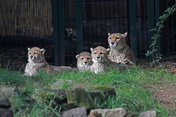 Gepard