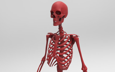 3D Illustration Of A Human Skeleton