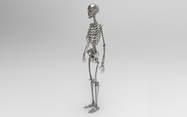 3D Illustration Of A Human Skeleton