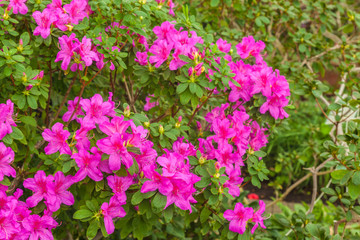 Fototapeta premium Pink azalea bush in the greenhouse