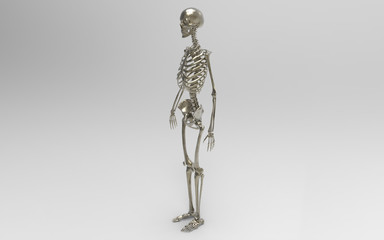 3D Illustration Of A Human Skeleton