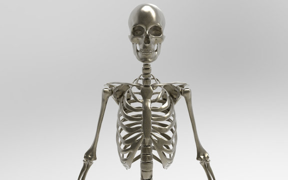 3D Illustration Of A Human Skeleton