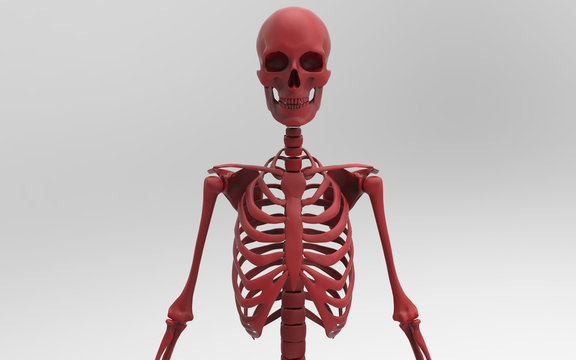3D Illustration Of A Human Skeleton