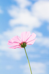 Cosmos flowers with blue sky background