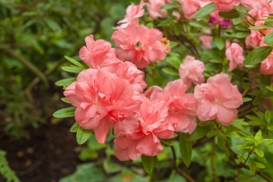 Pink Azalea Bush In The Greenhouse