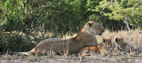 Leonessa con  cuccioli