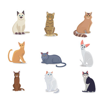 Collection Cats of Different Breeds. Vector isolated cat on white background. Home animal or pets. Fanny kittens faces