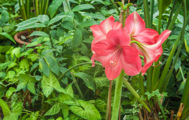 Pink   Hippeastrum in the greenhouse