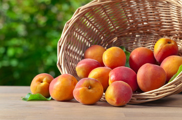 Fototapeta na wymiar basket with ripe apricots on table in garden