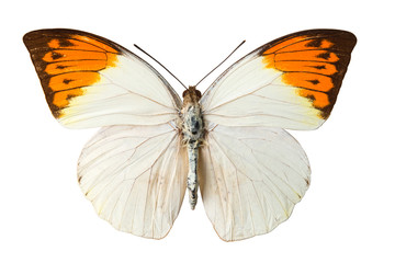 white butterfly isolated on white