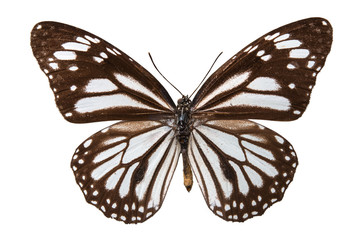 brown butterfly isolated on white