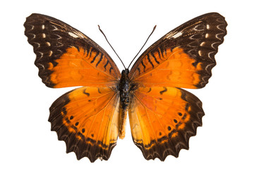 butterfly isolated on white