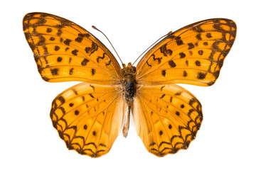 butterfly isolated on white