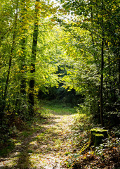 Trail path in the forest. Ideal for running and hiking.