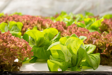 Hydroponics vegetable in farm