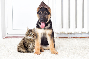Shepherd puppy and kitten on a fluffy carpet