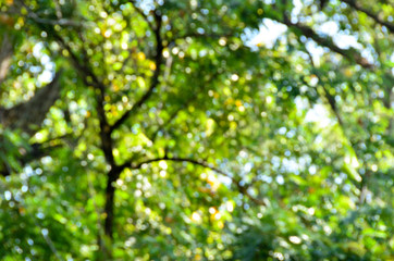Fototapeta na wymiar abstract art background wallpaper bokeh green nature blur color 
