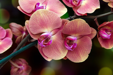 Fototapeta na wymiar Flowering branch of Orchid falenopsis on dark colorful background