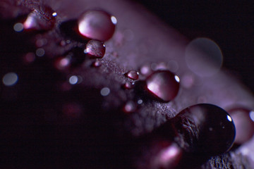 symbol of love and romantic feelings, red rose petals macro picture with water drops useful for background