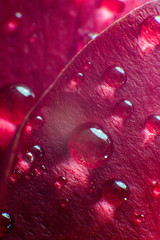 symbol of love and romantic feelings, red rose petals macro picture with water drops useful for background
