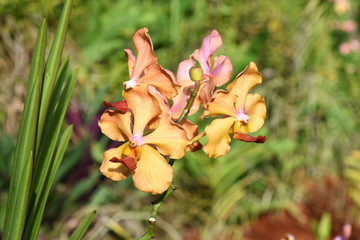 orchidée hybride