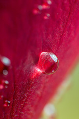 symbol of love and romantic feelings, red rose petals macro picture with water drops useful for background