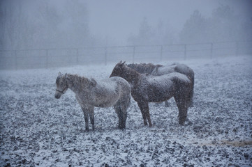 Fototapeta premium Horses in snow blizzard at the farm at the time of the cold winter