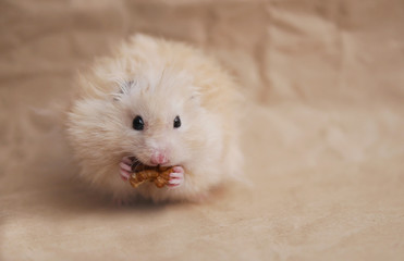 The hamster eating a nut.