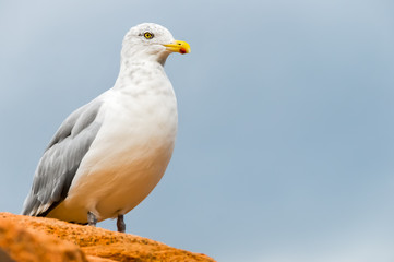 Looking Seagull