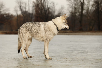 Fototapeta premium Staying eight months young wofdog male on ice in winter park