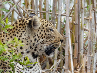 schöner Leopard auf der Pirsch im Krügerpark