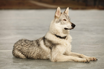 Laying eight months old wofdog male on ice in winter park